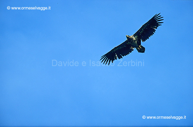 Aquila di Mare 11-17-00